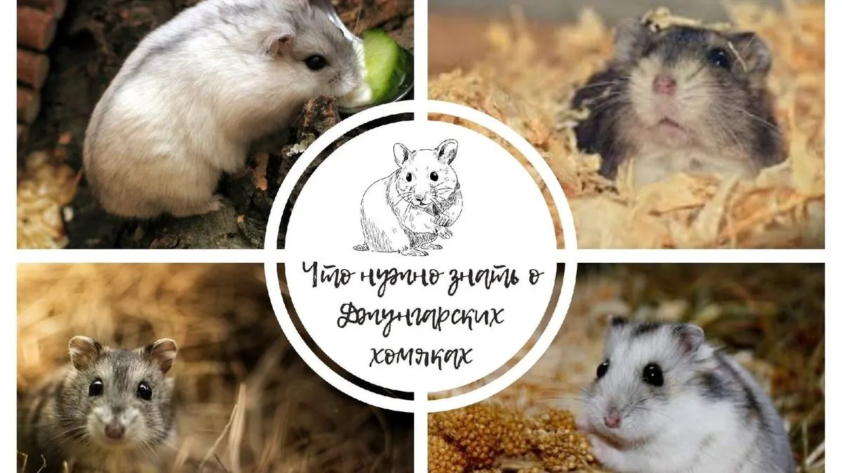 Интересные факты о джунгарских хомяках
