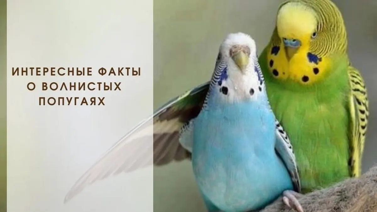Интересные факты о волнистых попугаях