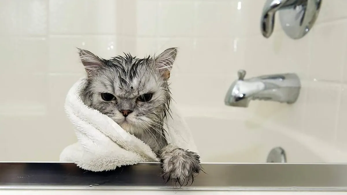 Купание кошек