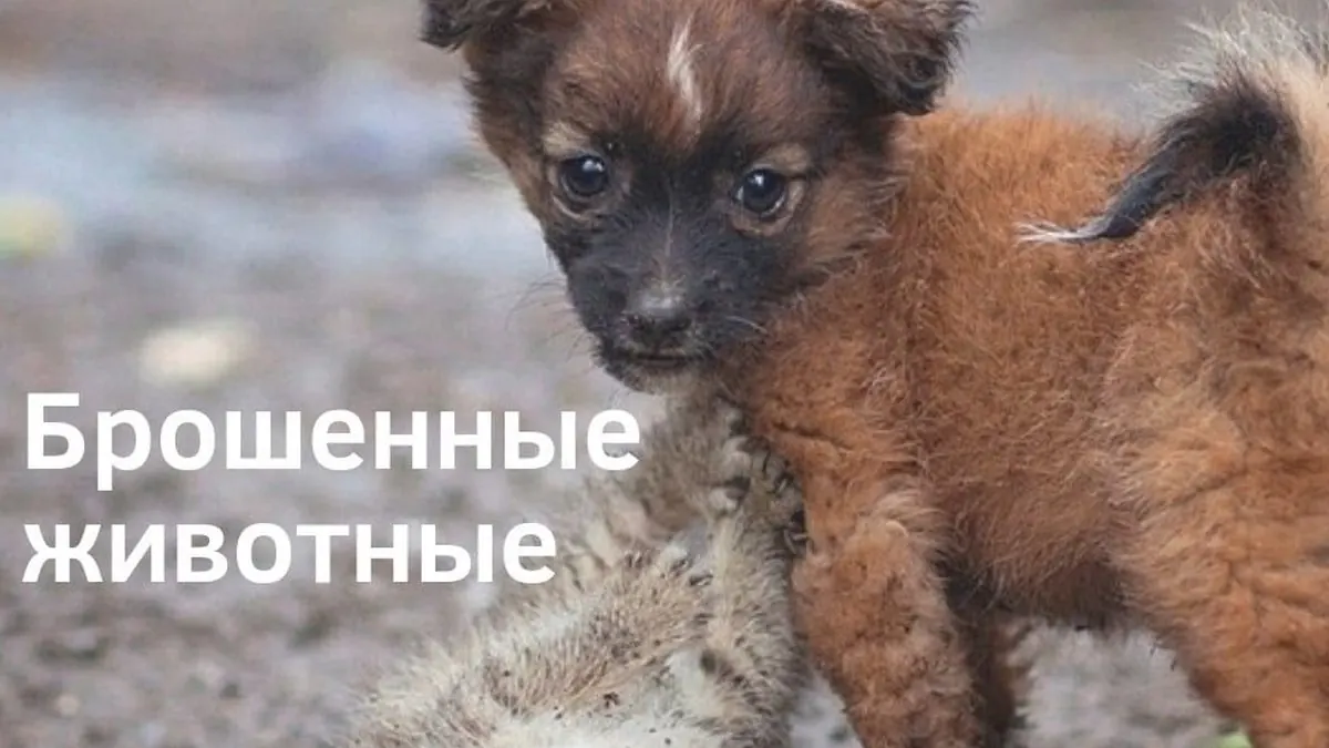 Брошенные животные