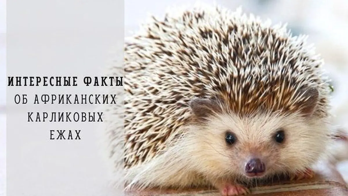 Интересные факты о Африканских карликовых ежах