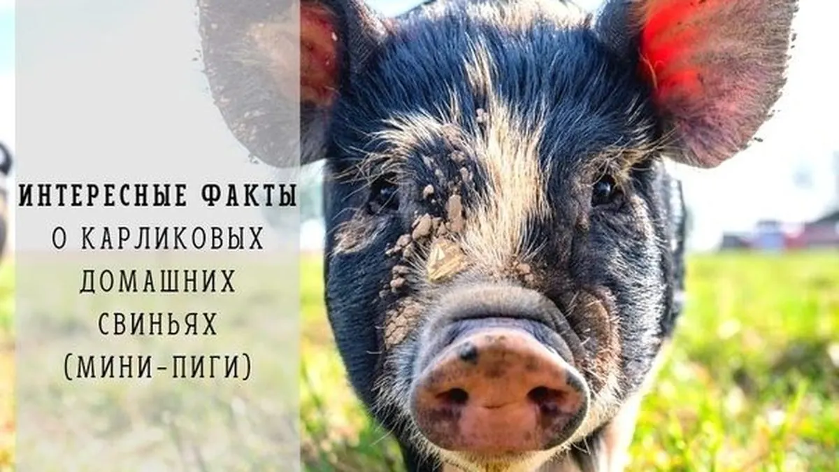 Интересные факты о Карликовых домашних свиньях