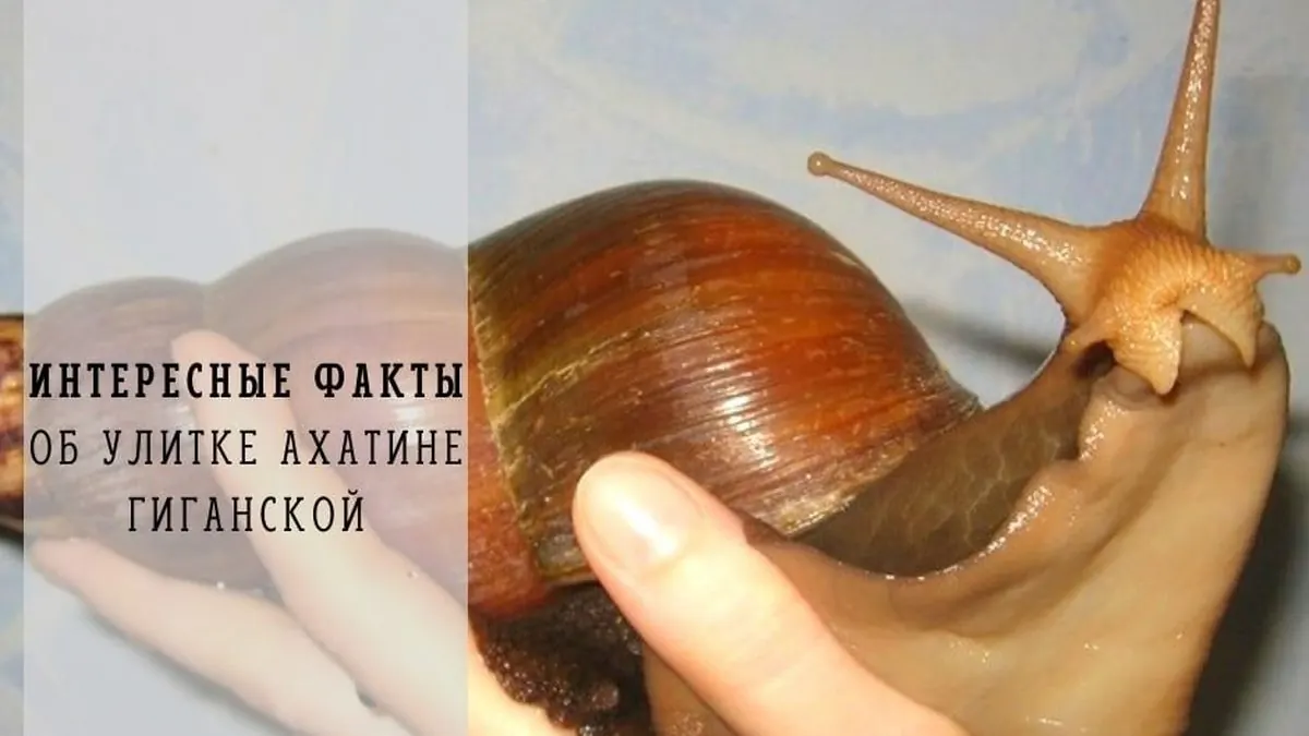 Интересные факты об улитках Ахатины