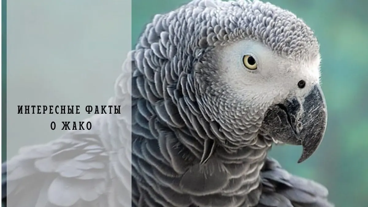 Жако