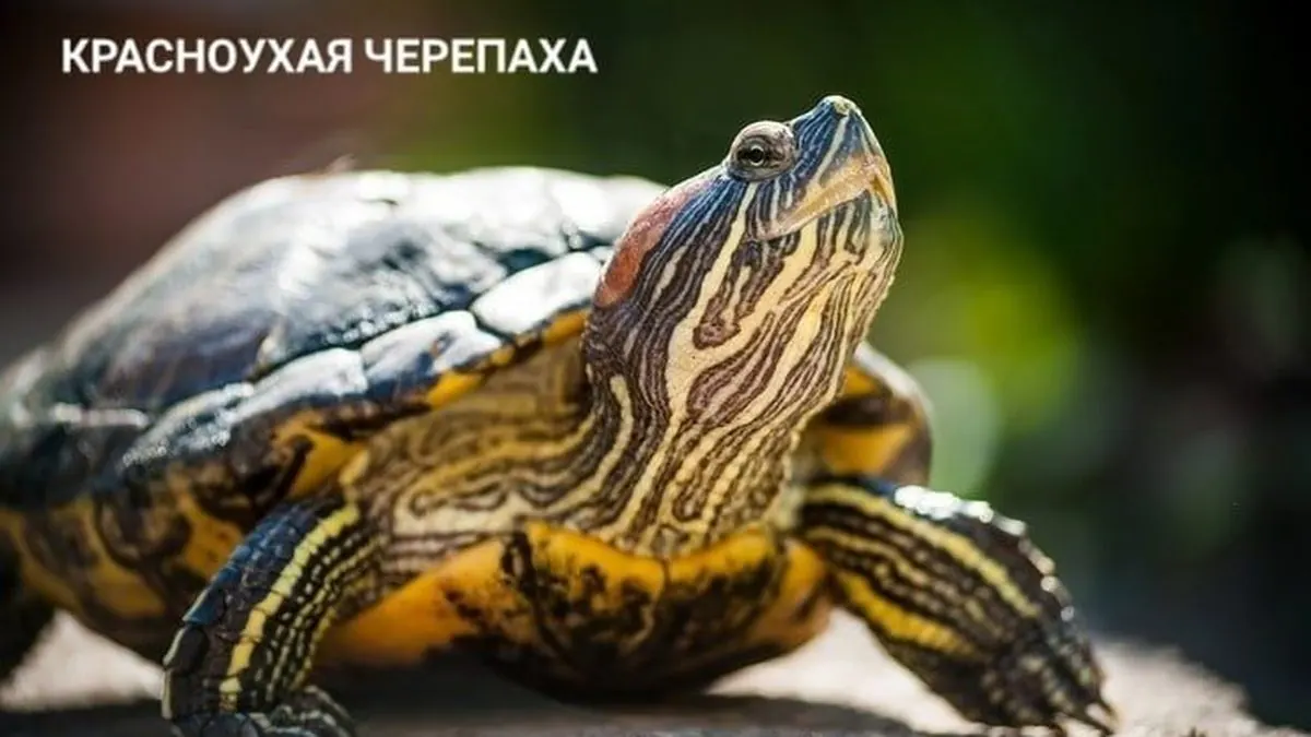 Красноухая черепаха