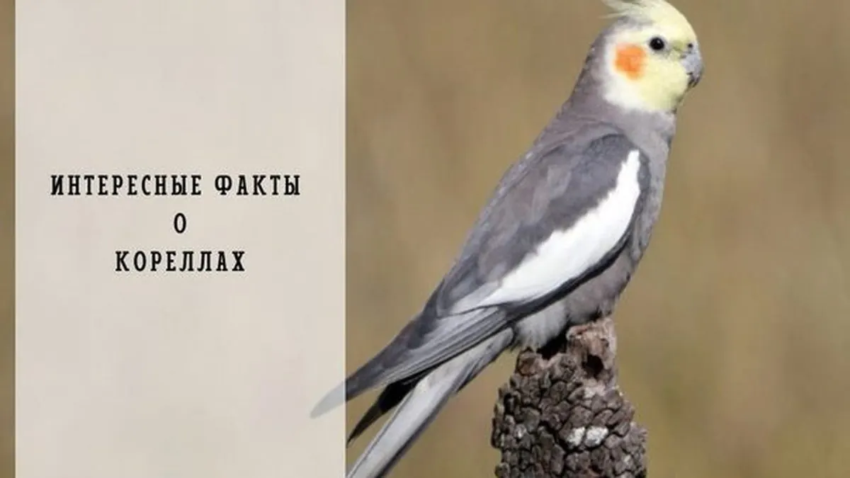 Кореллы