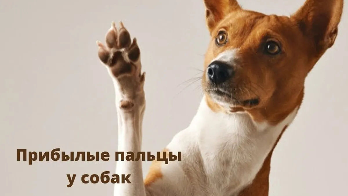 Прибылые пальцы у собак